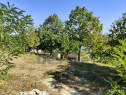Casă l&acirc;ngă PĂDURE + anexe + 6400 mp TEREN intravilan - s