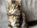 Maine coon frumoși