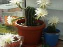Plante apartament, cactus cu flori