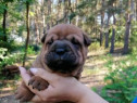 Pui shar-pei vaccinati deparazitati