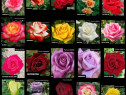Trandafiri tip tufa diferite culori!