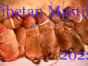 Mastiff Tibetan,puiuti cu Pedigree A din Parinti Campioni i