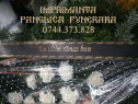 Imprimanta personalizare panglica coroana funerara