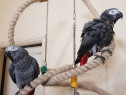 Masculi și femele prietenoși papagali gri africani din Congo
