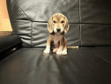 Beagle Tricolor Blue