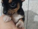 Chihuahua mini cu garantie