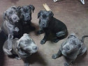 Pui din rasa cane corso blue, gri, albastru, formentino, tigrat