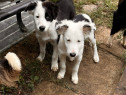 Pui Border Collie