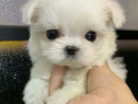 Bichon maltez mini toy