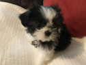 Shih-tzu talie mica