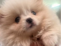 Pomeranian boo alb mini