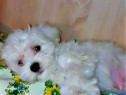 Bichon maltez toy