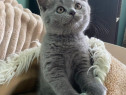 British shorthair blue