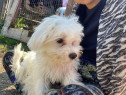 Bichon maltez baiat