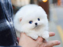 Pomeranian puppy asigur transport