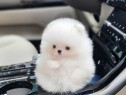 Pomeranian mini puppy teeacup