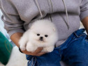 Poze reale pomeranian mini boo