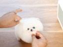 Pomeranian mini boo