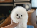 Pomeranian mini boo