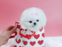 Pomeranian teeacup ursuleț