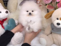 Pomeranian boo-transport toata tara