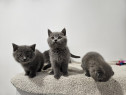 British shorthair blue