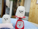 Pomeranian puppy mini asigur transport