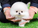 Pomeranian boo mini toy