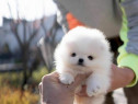 Pomeranian miniatura puppias