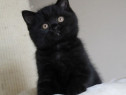 British shorthair black