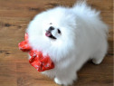 Pomeranian Korea ( Chao Li Ya ) Bear cu Pedigree fci