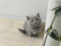 British shorthair pui