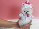 Pomeranian mini boo teeacup cadoul ideal