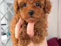 Toy poodle ,vaccine,pasaport