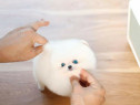 Pomeranian mini boo exemple superbe de rasa pura