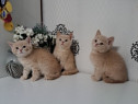 British shorthair pisoiași