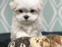 Bichon Maltez mini toy 1-6 luni