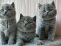 British shorthair motănei și pisicuțe