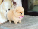 Pomeranian mini boo