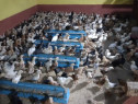 Pui gospodaresti: rosii, porumbaci, gat golas