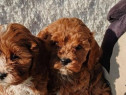 Pui de cavapoo femele și masculi
