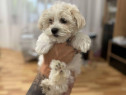 Bichon maltez fete si baiat
