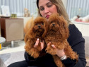 Poodle Toy ( Caniche pitic ) Pedigree Fci Bear face