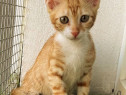 Metis British Shorthair tabby white pui, gratuit