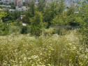 Casă Str. Negoiului, 2.249 mp teren, zonă liniștită, ved
