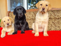 Labrador Retriever Aurii și Negru complet vaccinați și deparazitati