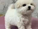 Bichon maltez mini toy