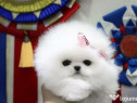 Pomeranian talie mica rasă pura