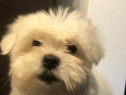 Bichon maltez alb 2 luni