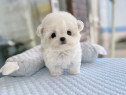 Bichon Maltez Mini Toy